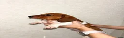 Dachshund dogs for sale: Dachshunds - Advert 4