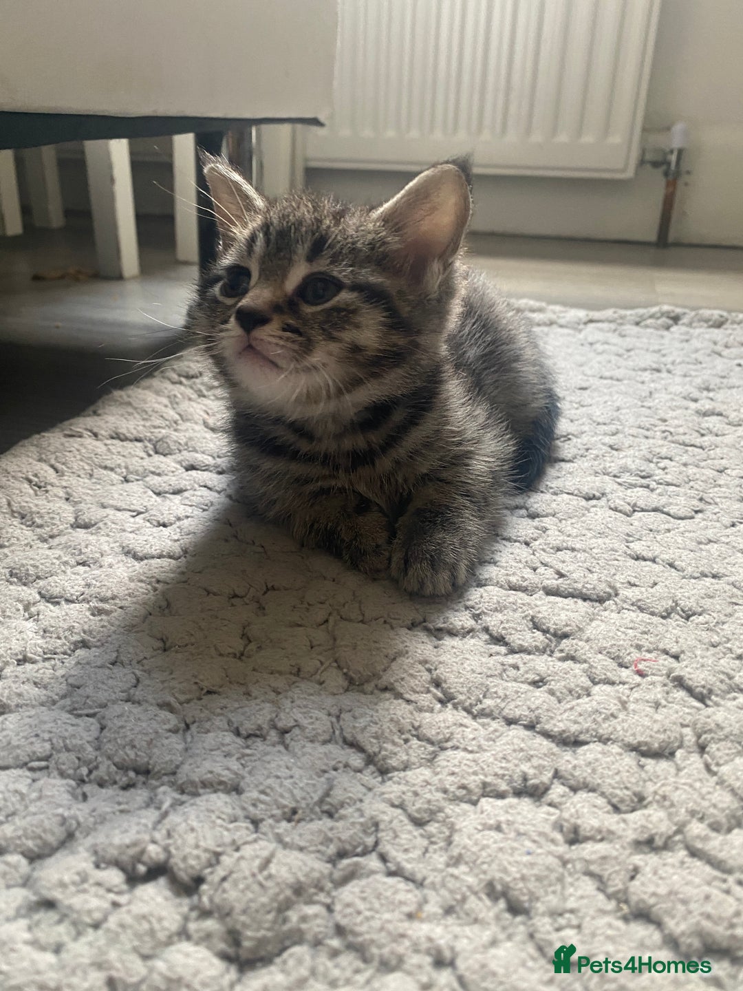 Mixed Breed cats for sale: Sweet Little Kittens Searching for Forever Home - Image 15
