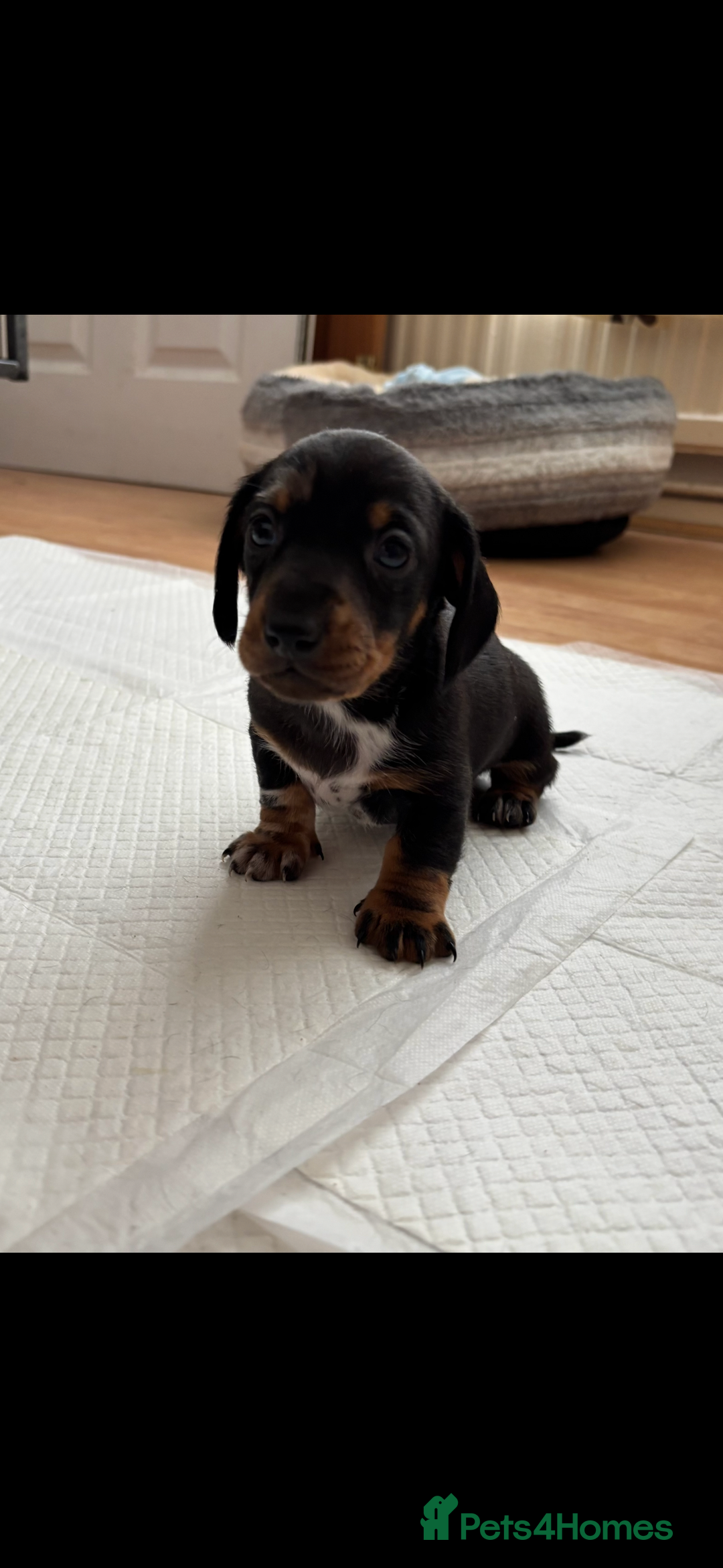 Miniature Dachshund dogs for sale: *REDUCED* 2 stunning female pups left - Image 8