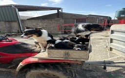 Border Collie dogs for sale: 🐾 Beautiful Collie Puppies 🐾 - Image 8