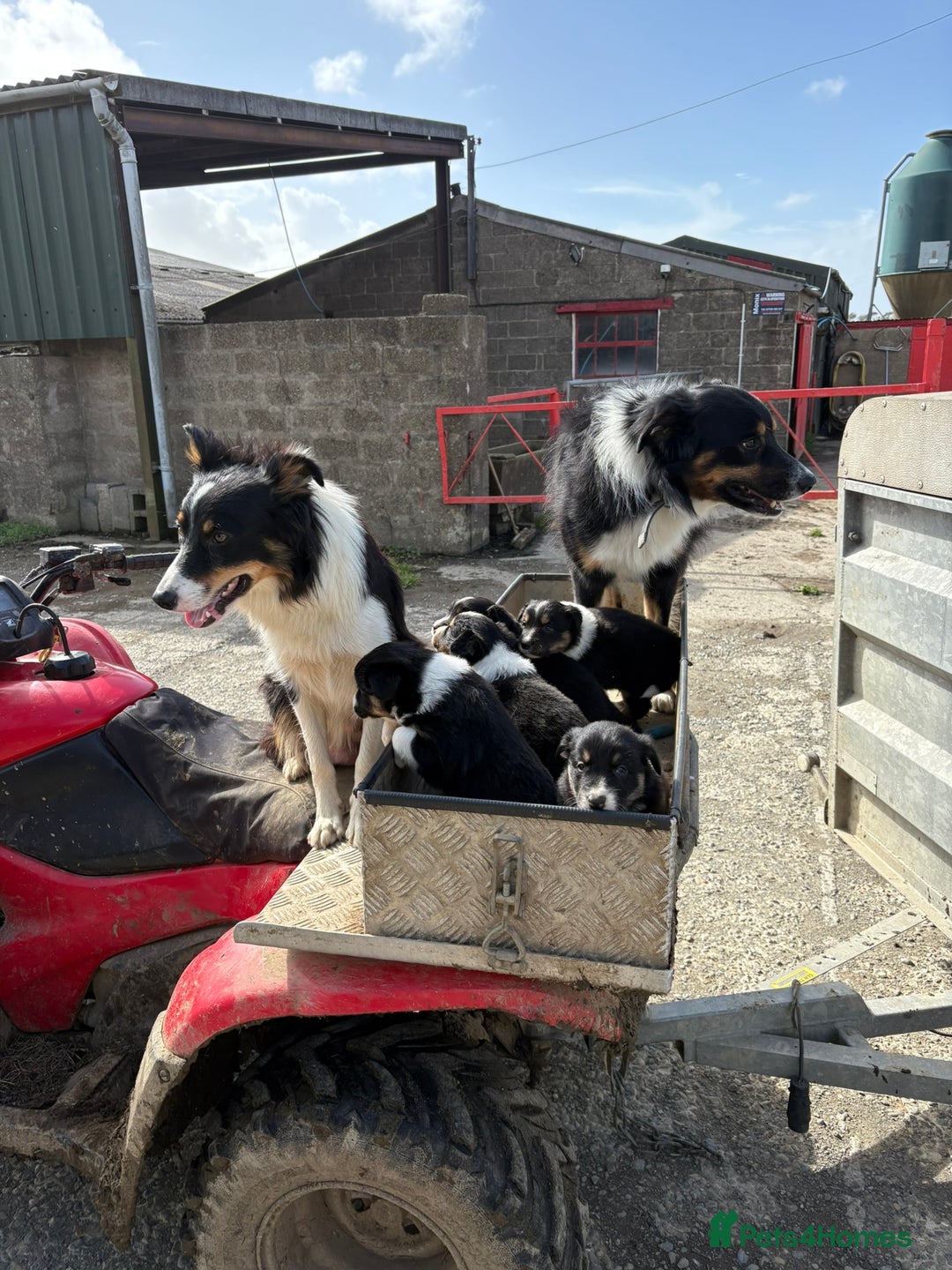 Border Collie dogs for sale: 🐾 Beautiful Collie Puppies 🐾 - Image 8