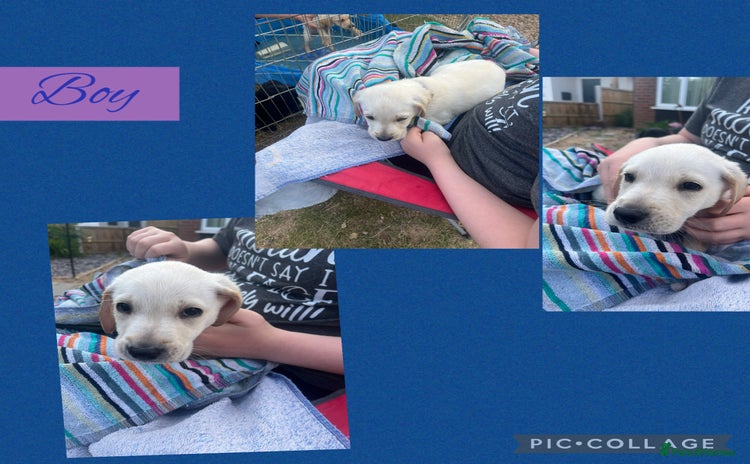 Labrador Retriever dogs - Advert 2