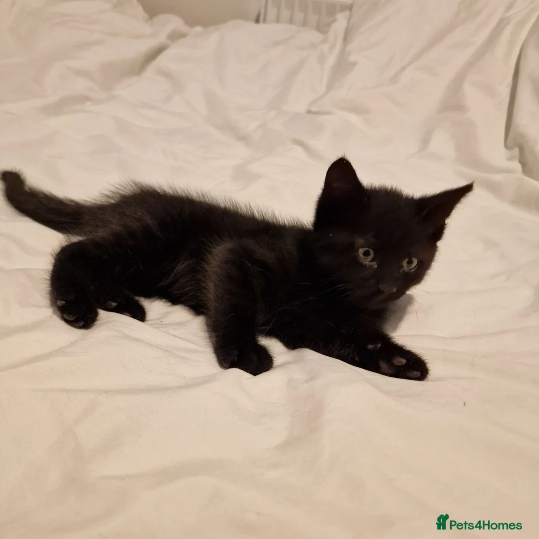 Mixed Breed cats for sale: Mother cat & 3 kittens - Advert 8