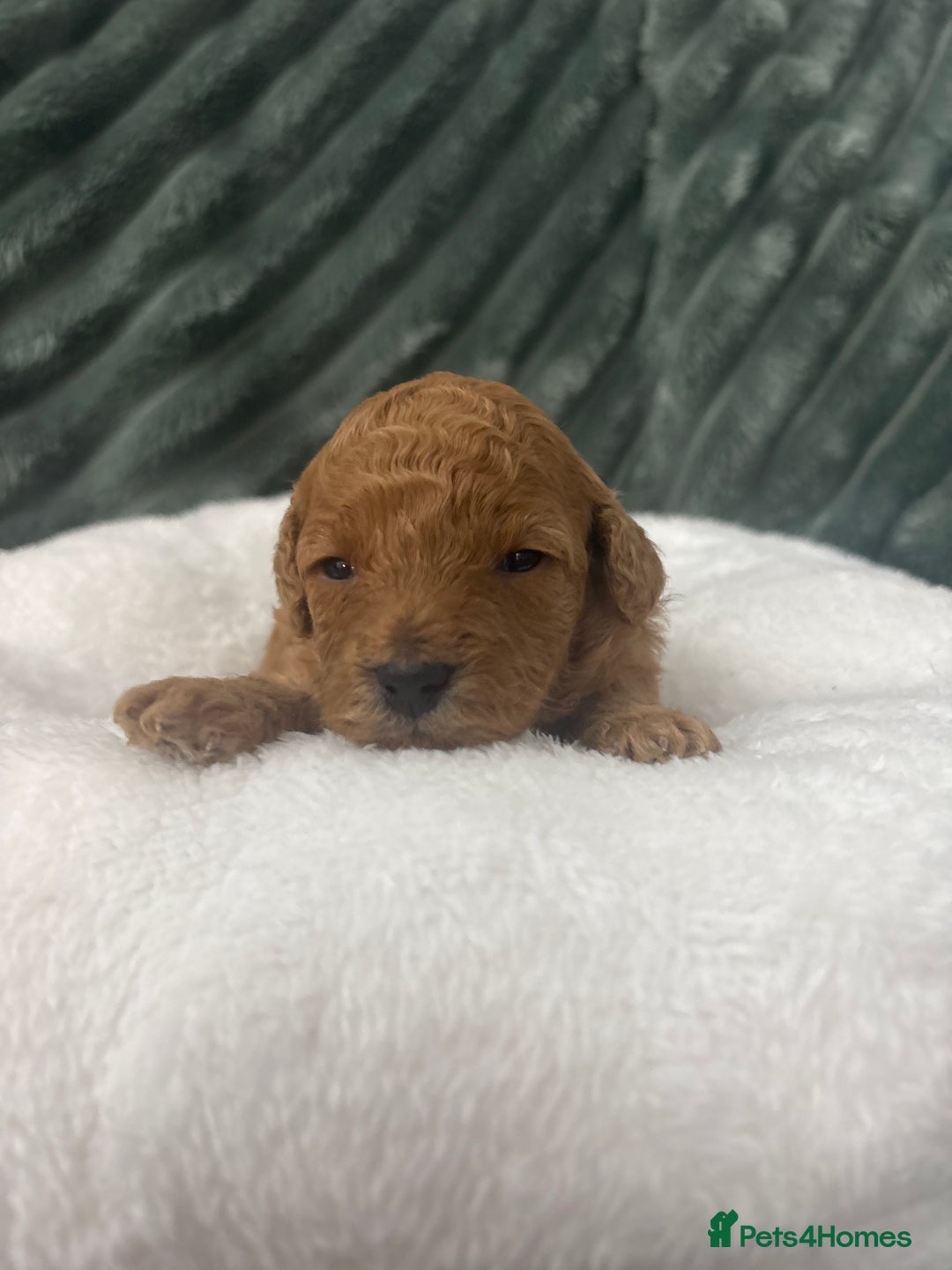 Toy Poodle dogs for sale: Kc reg Dna Tested Toy Poodle Puppies  - Advert 3