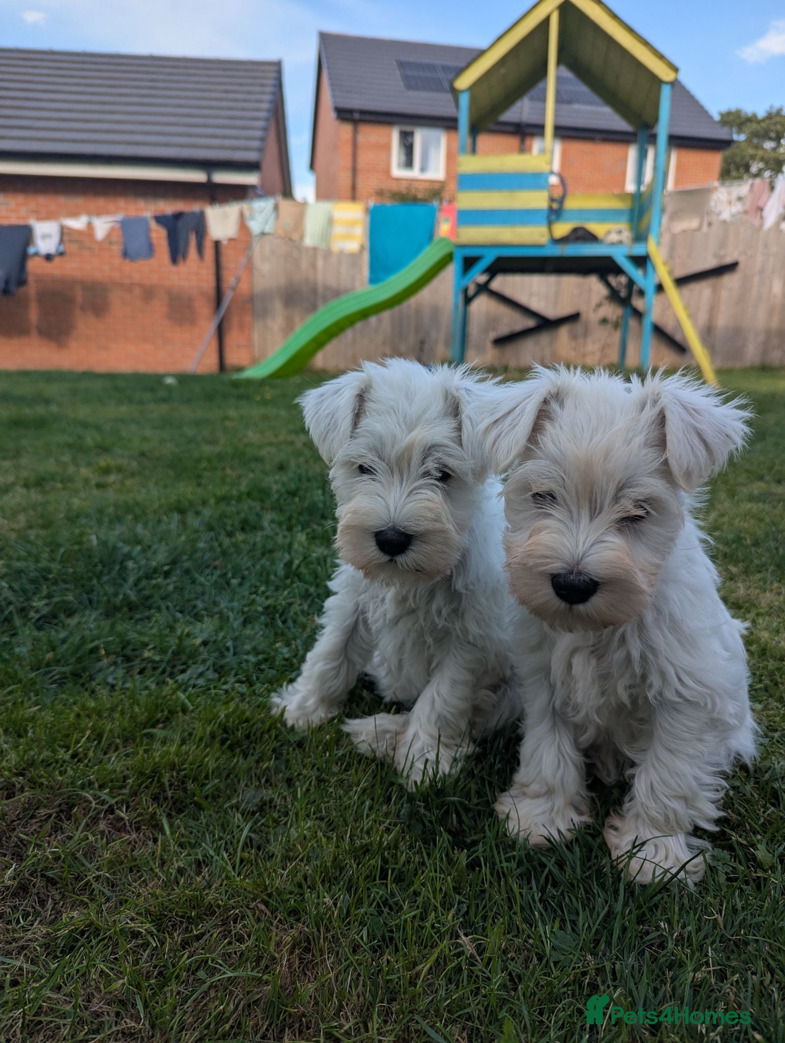 Miniature Schnauzer dogs ***2 Remaining***KC Registered Miniature Schnauzer - Advert 1