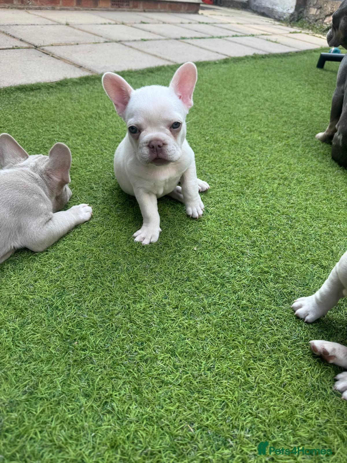 French Bulldog dogs 9 weeks old french gorgeus bulldog puppies  - Advert 2