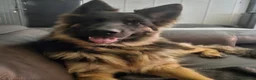 German Shepherd dogs for sale: Gorgeous German Shepherd Puppies For Sale - Advert 19