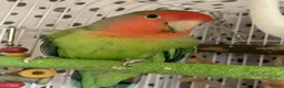 Lovebirds birds for sale: Beautiful baby lovebird - Advert 7
