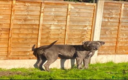 Cane Corso dogs for sale: Male cane corso - Image 11