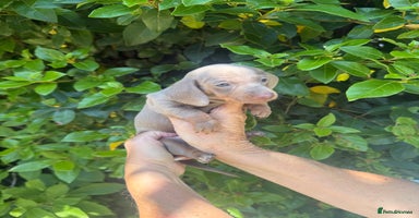 Miniature Dachshund dogs - Advert 16