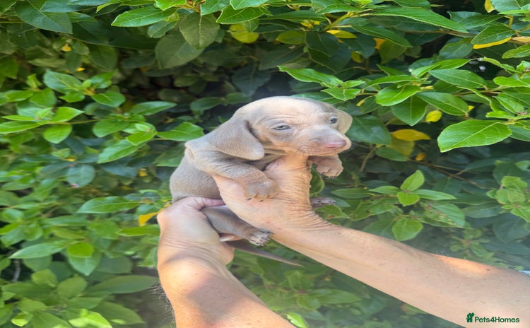 Miniature Dachshund dogs - Advert 1