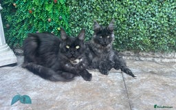 Maine Coon cats for sale: Pure Pedigree Maine Coon kittens | Black Smoke | - Image 1