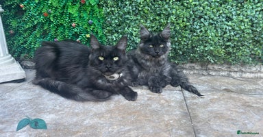 Maine Coon cats - Advert 4