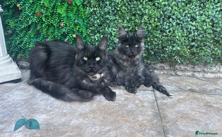 Maine Coon cats - Advert 11