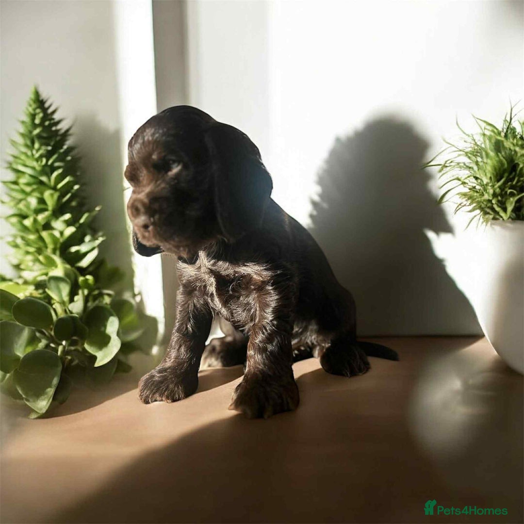 Cocker Spaniel dogs for sale: 💚2 boys available 💚show cocker spaniel puppies  - Advert 27