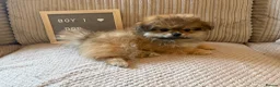 Mixed Breed dogs for sale: Stunning Shih Tzu/ Pomeranian puppies  - Advert 5