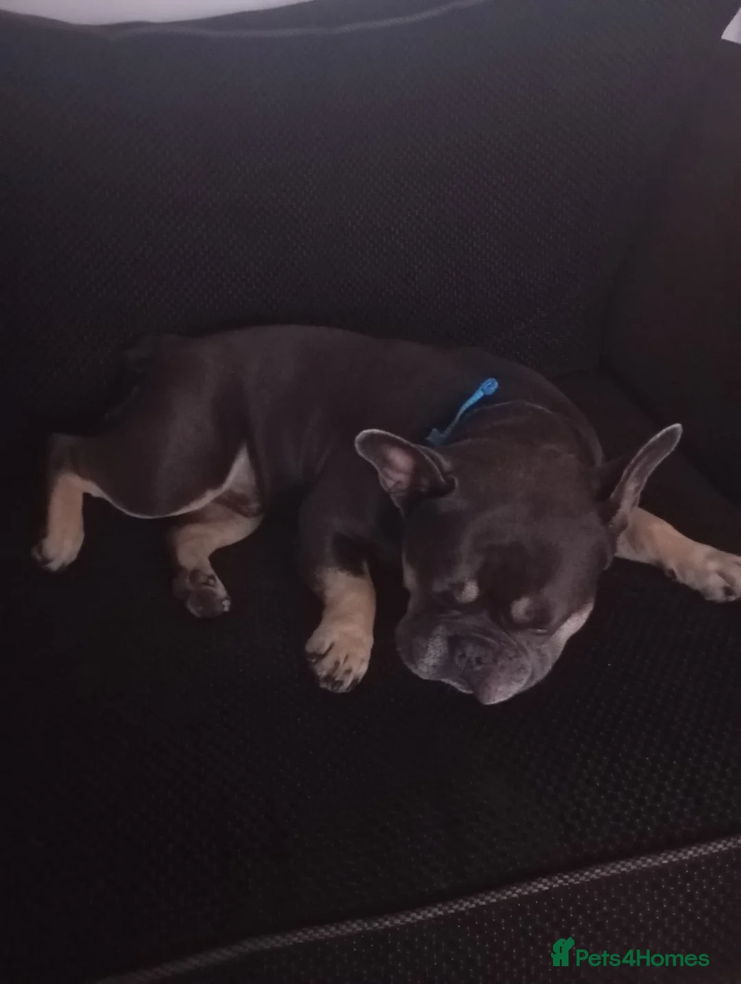 French Bulldog dogs for sale: 4 Year old male French Bulldog  in Stoke-on-Trent - Advert 2