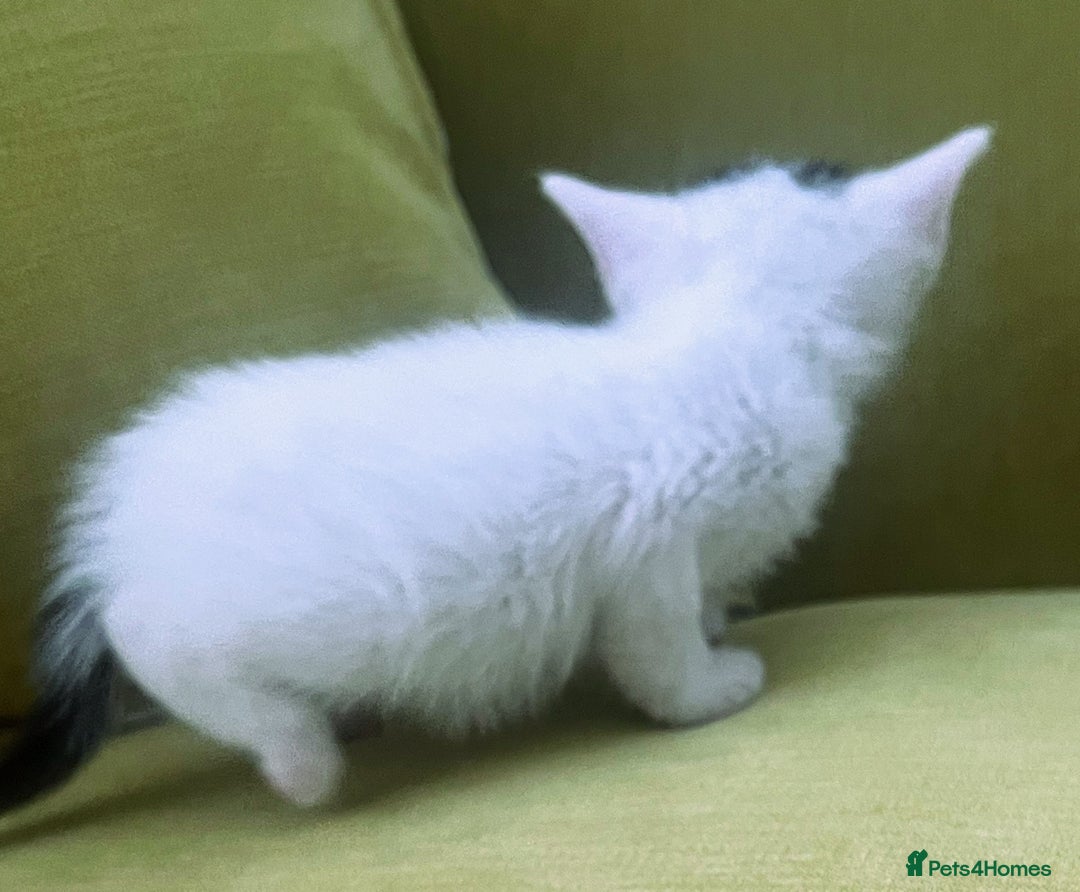 Mixed Breed cats for sale: CLEMMIE’S CUTIES  - Image 24