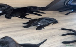 Cane Corso dogs for sale: Cane Corso pups - Image 15