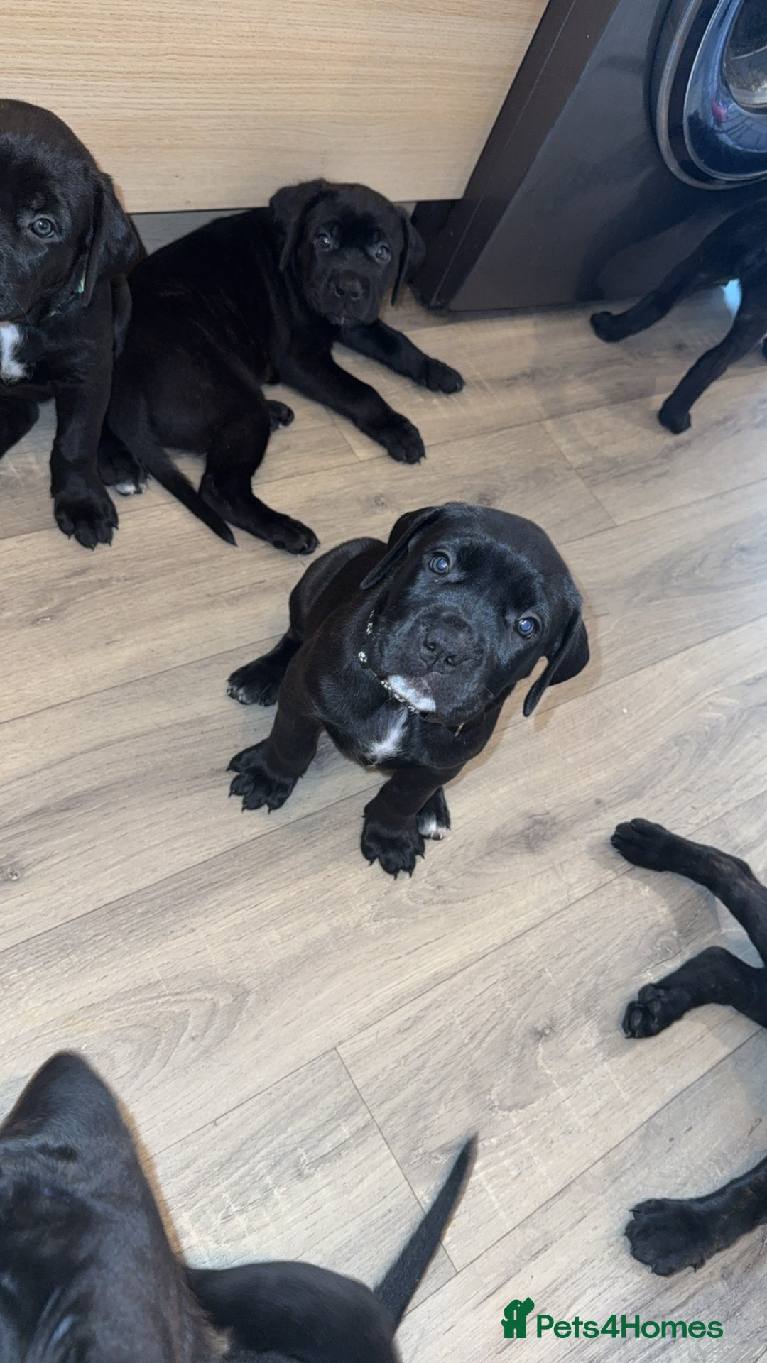 Cane Corso dogs for sale: Cane Corso pups - Image 15