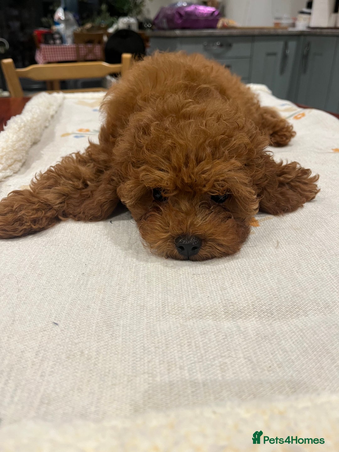 Toy Poodle dogs for sale: 🧸Beautiful red toy/asian poodle puppies 🧸  - Advert 26