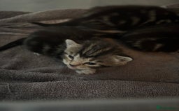 Tibetan cats for sale: 1 GREY TABBY BOY LEFT! - Image 2
