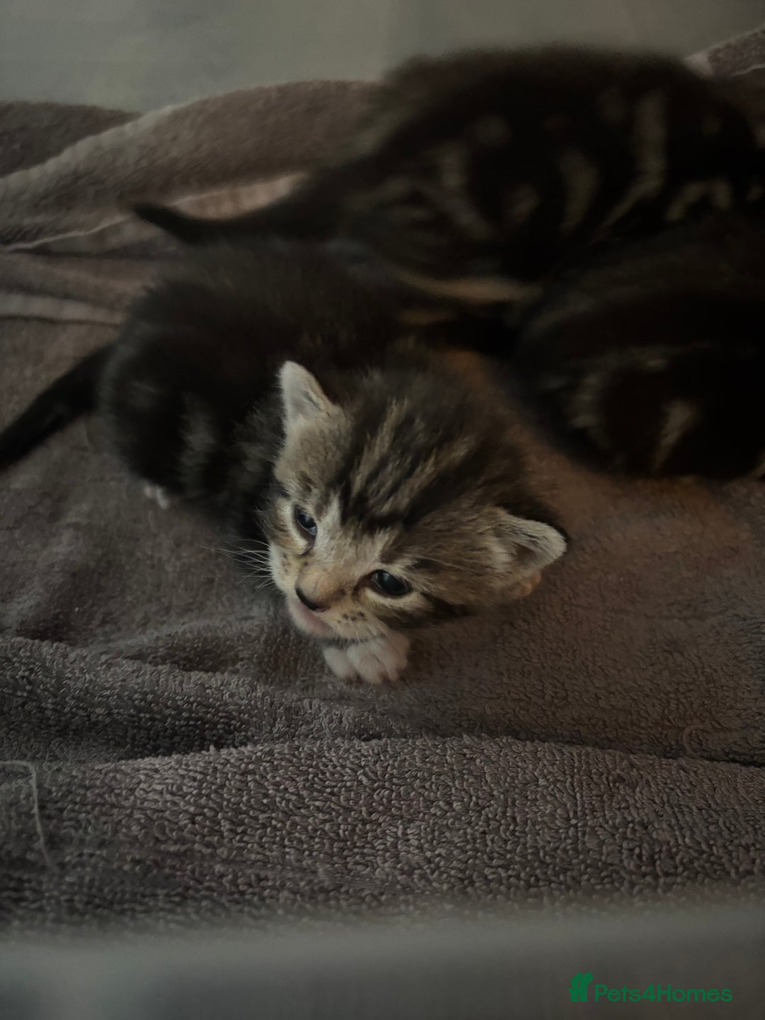 Tibetan cats for sale: 1 GREY TABBY BOY LEFT! - Image 2