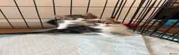 Mixed Breed cats for sale: Kittens for sale  - Advert 2