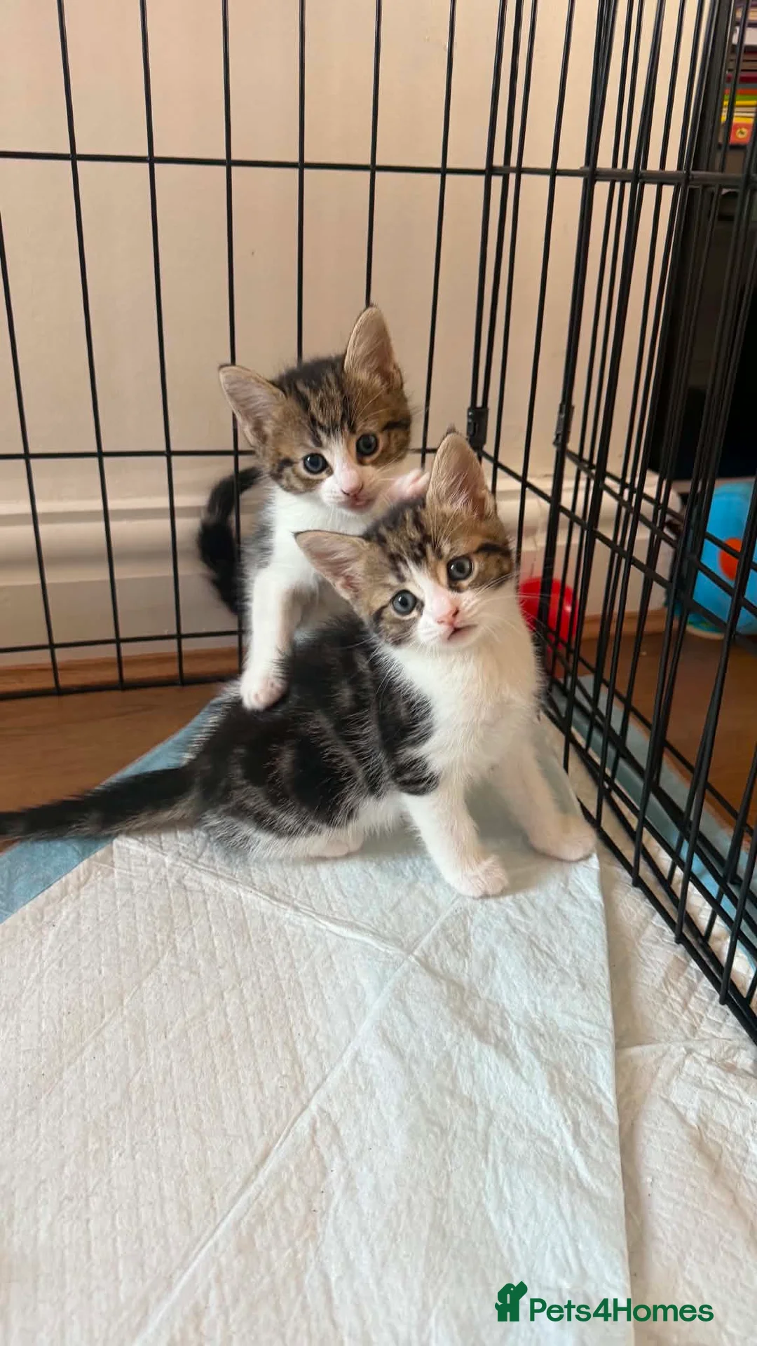 Mixed Breed cats for sale: Kittens for sale  - Advert 2