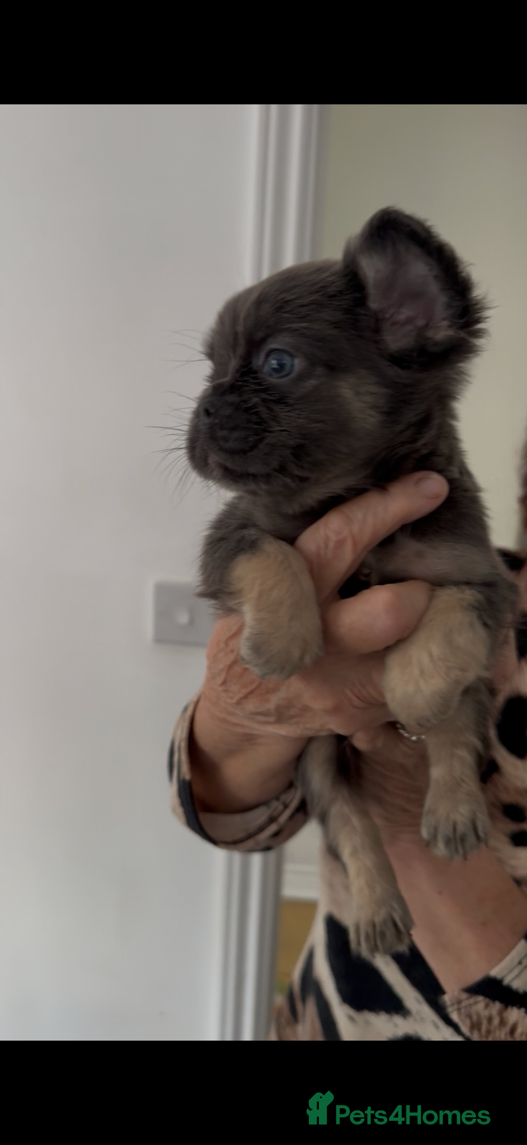 French Bulldog dogs for sale: REDUCED full fluffy pink carrying French bulldogs - Advert 11