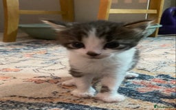British Longhair cats for sale: 4x Domestic beautiful long haired kittens  - Image 4