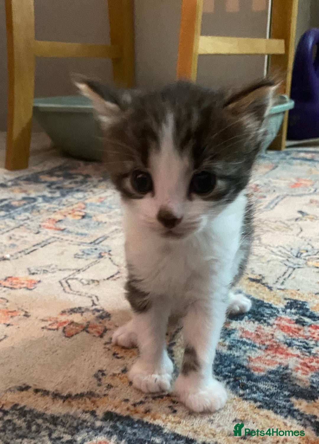 British Longhair cats for sale: 4x Domestic beautiful long haired kittens  - Image 4
