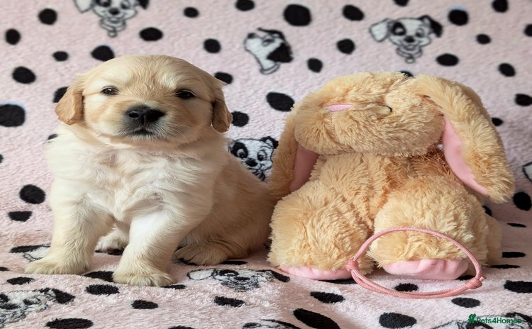 Golden Retriever dogs - Advert 12