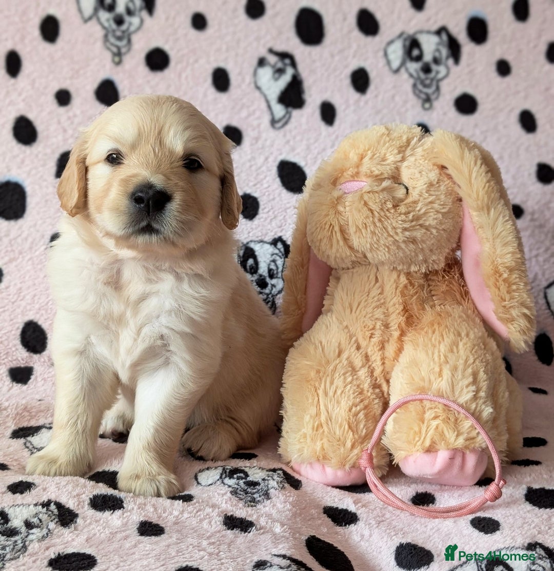Golden Retriever dogs for sale: 7 Gorgeous Golden Retriever Puppies 🥰 - Image 1