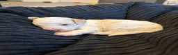 Cavapoo dogs for sale: Stunning cavapoo puppies  - Advert 8