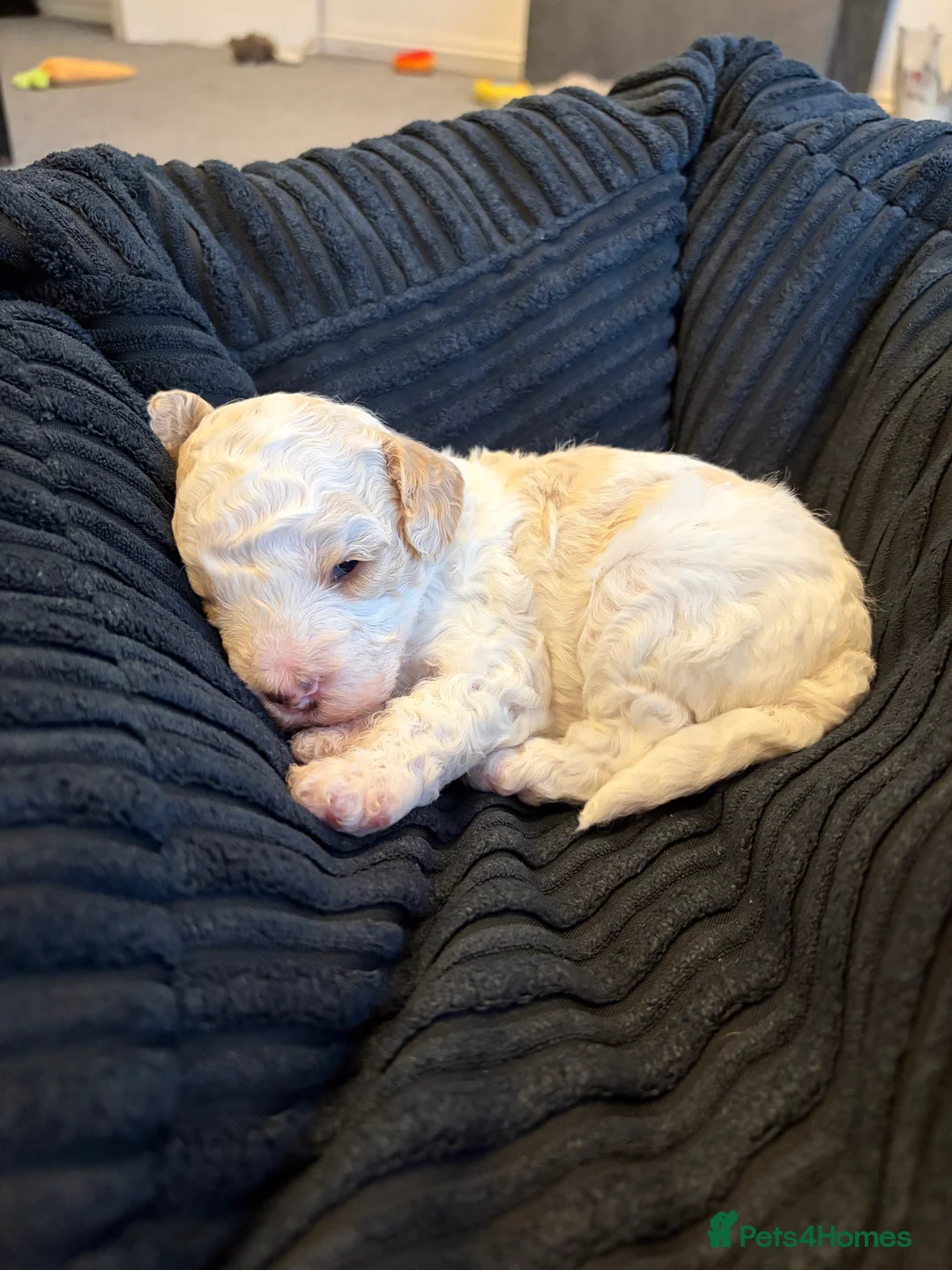 Cavapoo dogs for sale: Stunning cavapoo puppies  - Advert 8