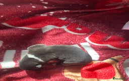 Akita dogs for sale: Akita puppies  - Image 16