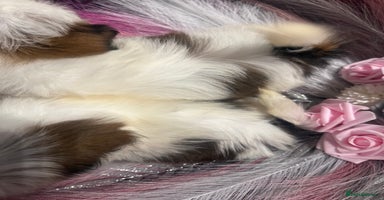 Shih Tzu dogs - Advert 6