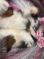 Shih Tzu dogs - Advert 6