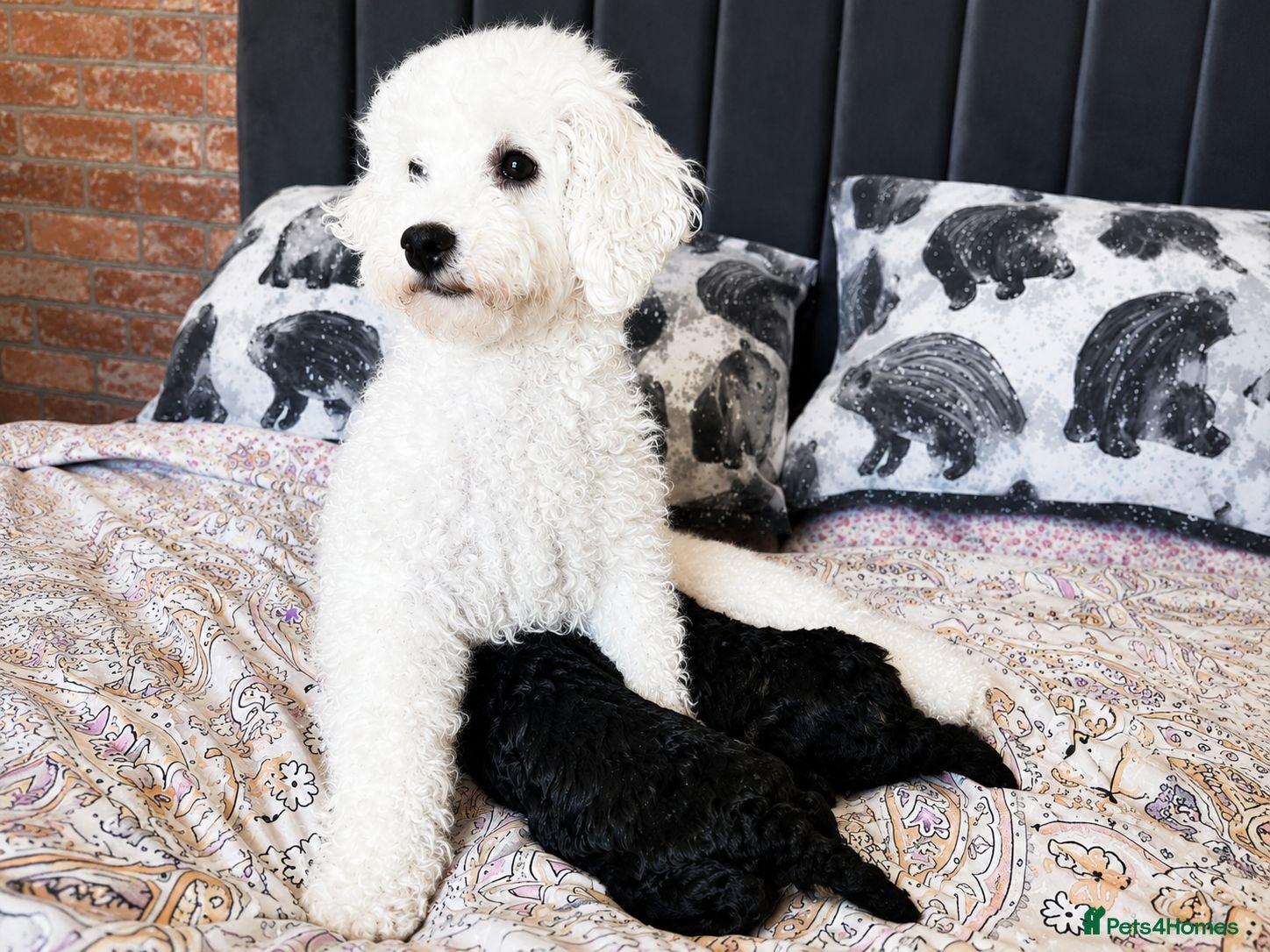 Toy Poodle dogs Beautiful KC registered Toy Poodle Puppies - Advert 2