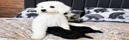 Toy Poodle dogs for sale: KC registered Toy Poodle Puppies - Advert 6