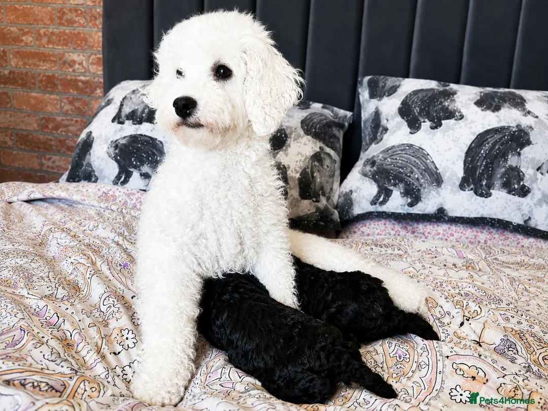 Toy Poodle dogs for sale: KC registered Toy Poodle Puppies - Advert 6