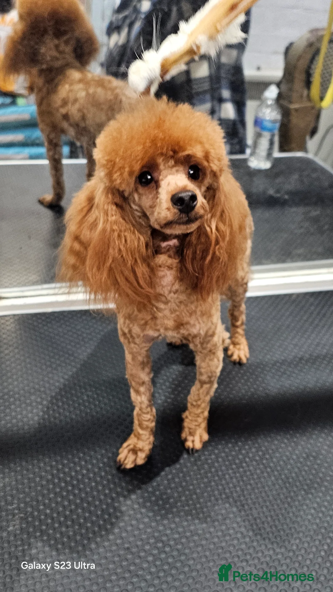 Toy Poodle dogs for stud: Stunning kc health tested toy poodle for stud - Advert 1