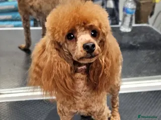 Toy Poodle dogs Stunning kc health tested toy poodle for stud - Advert 1