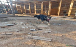 Mixed Breed dogs for adoption: Meet Ollie, currently residing in Essex  - Image 4