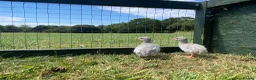 Guinea Fowl poultry for sale: Guinea fowl keets  - Advert 4