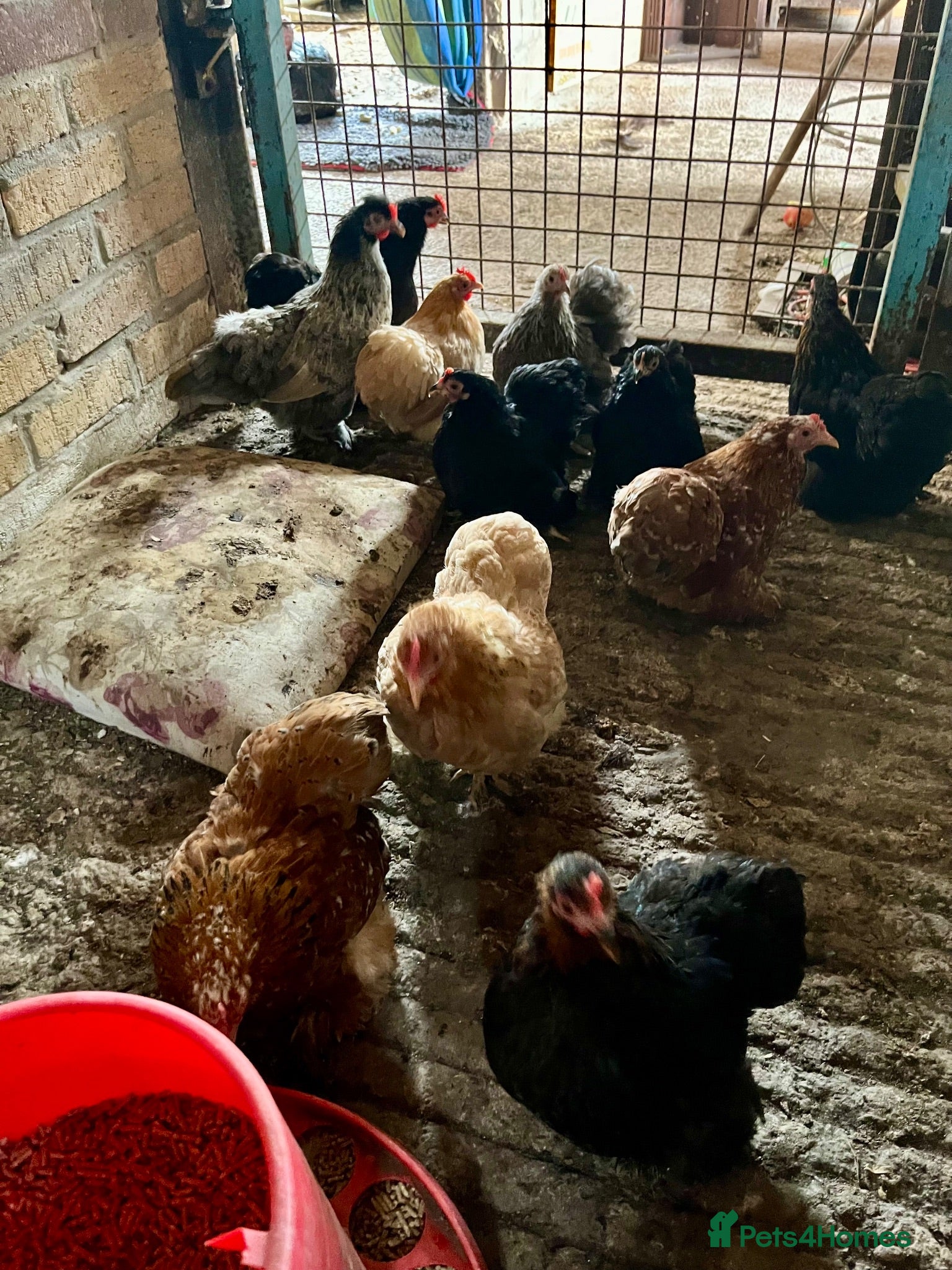 Chickens poultry 10 pekin hens looking for homes  - Advert 5