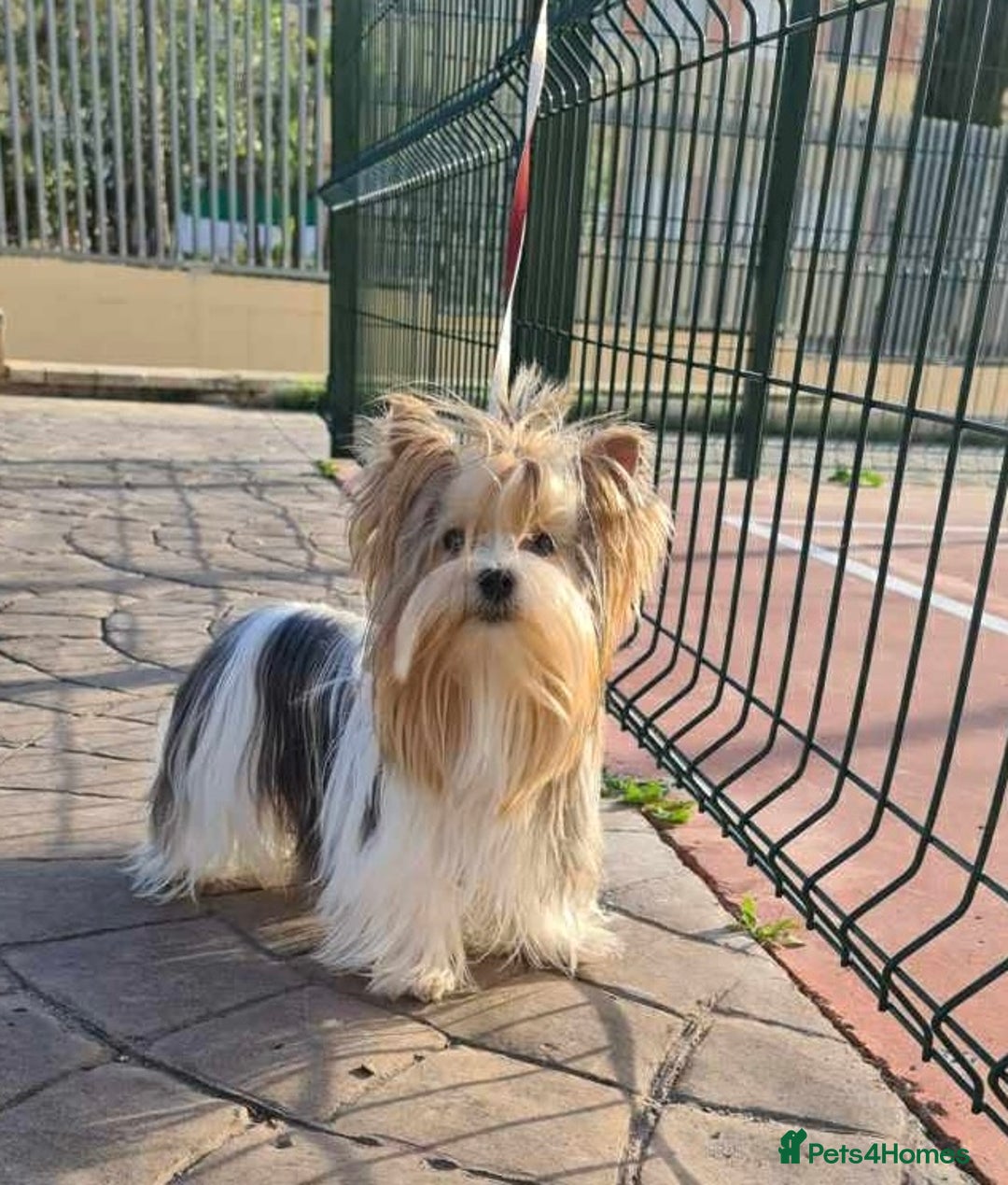 Yorkshire Terrier dogs for sale: Yorkshire Terrier Biewer puppies - Advert 5