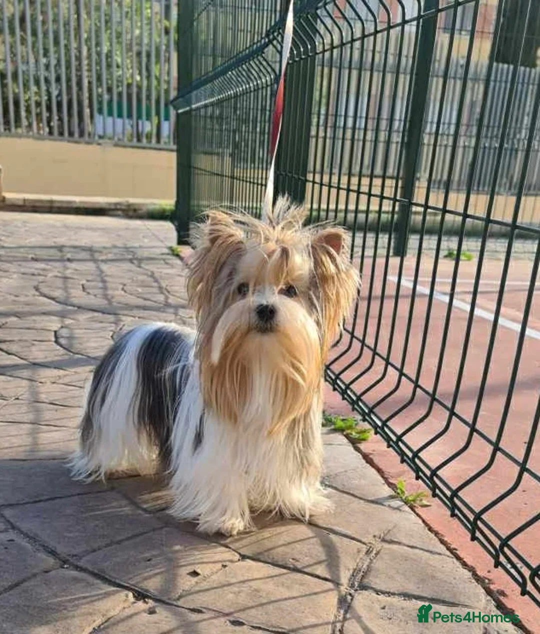 Yorkshire Terrier dogs for sale: 3 VERY SMALL GIRLS LEFT - Advert 8