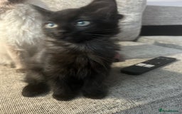 Ragdoll cats for sale: Beautiful half breed ragdoll  - Image 2